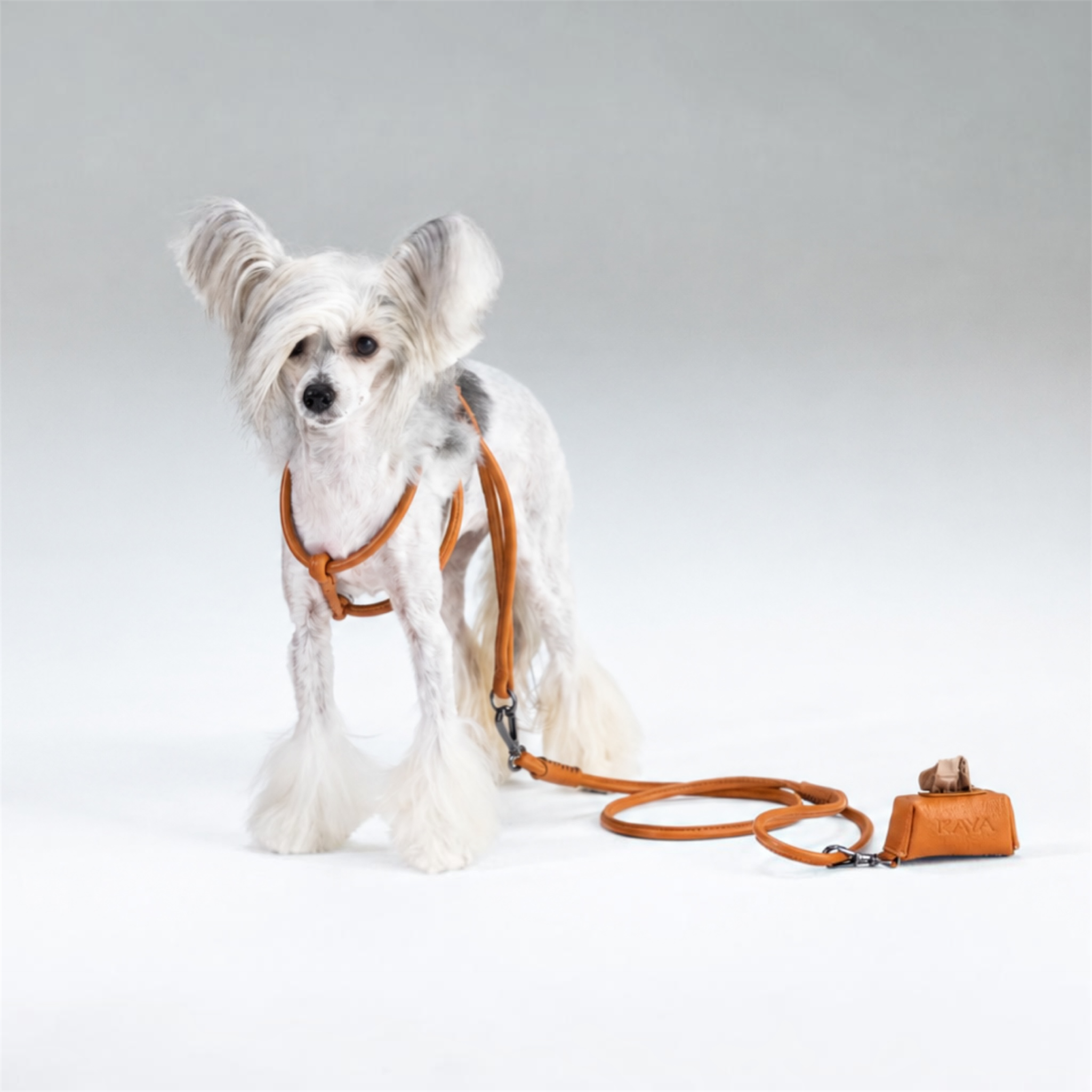 A small white long-haired dog wearing an caramel leather harness and matching leash with a small leather pouch, photographed on a clean light gray studio background.