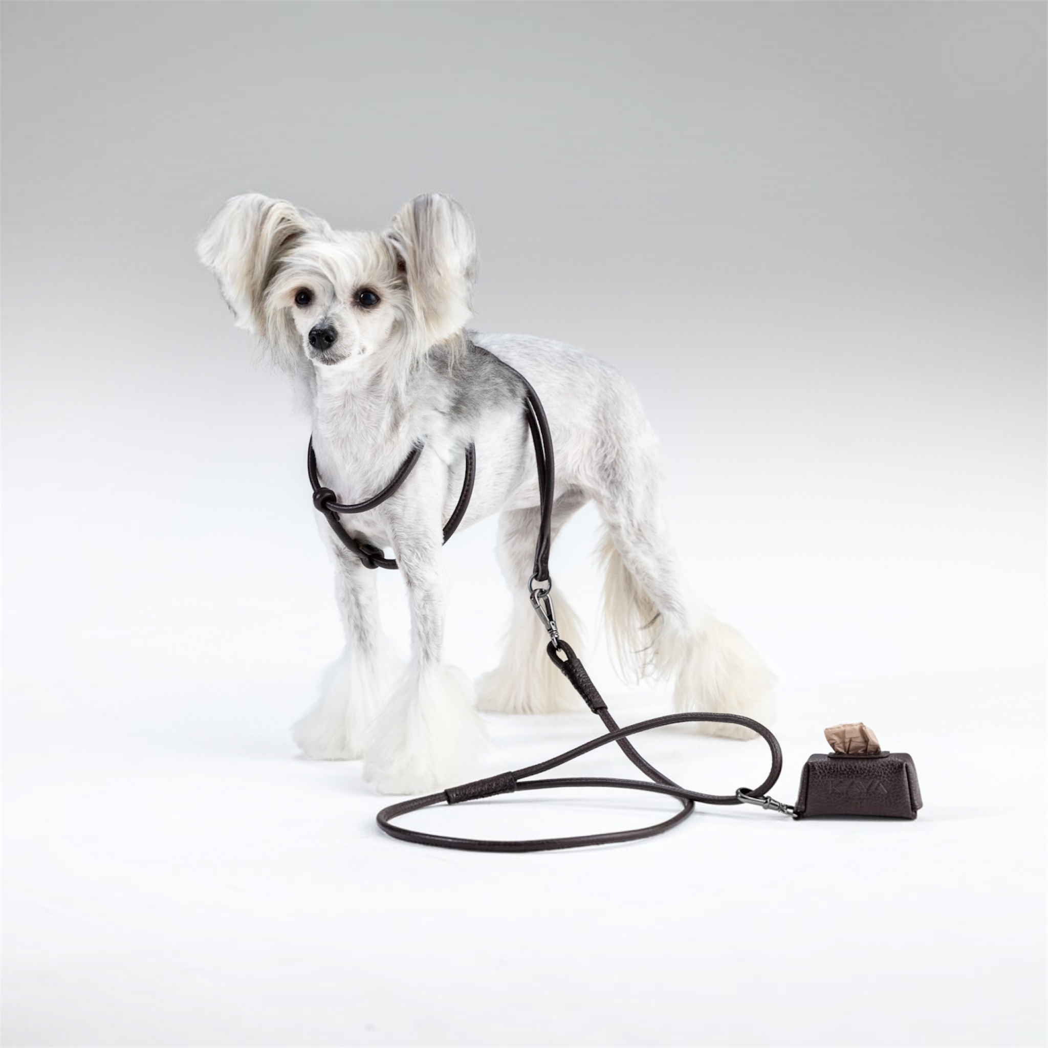 A small white dog stands on a light gray studio background wearing a black harness and leash attached to a small black waste bag dispenser on the floor.